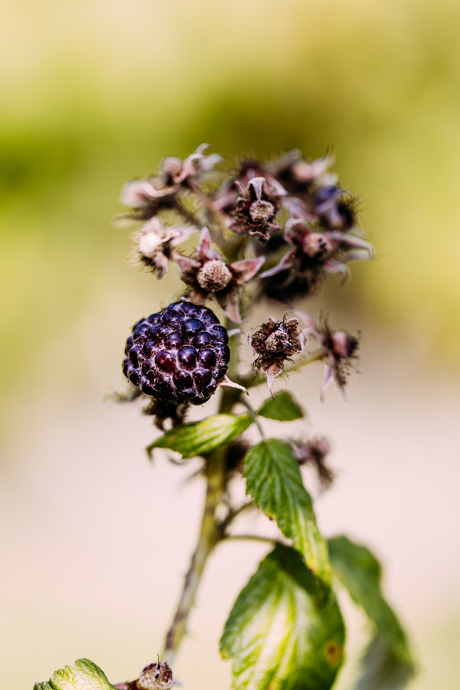 Die geschmacklich eher milde Schwarze Himbeere von Frenkendorf gehört zu den noch unbestimmten Sorten in der Nationalen Beerensammlung. Sie erinnert an Maulbeeren mit leichtem Dörrobst-Aroma.