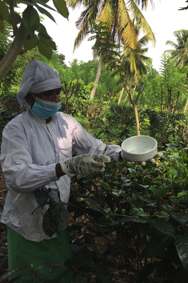 Spezielle Masken und Handschuhe schützen den weissen Tee auf der Plantage von Herman Teas vor der Kontamination mit menschlichem Schweiss.