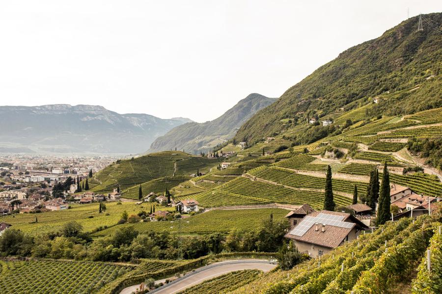 Die Weine der Alpen