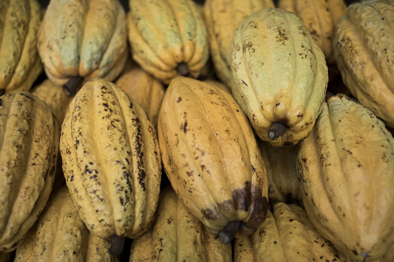 Die Früchte der Hacienda Limón in Ecuador gedeihen auf nährstoffreichem Boden vulkanischen Ursprungs. Die Kakaobohnen schmecken auf der Zunge nussig und erinnern im lang anhaltenden Abgang an dunkle Beeren.