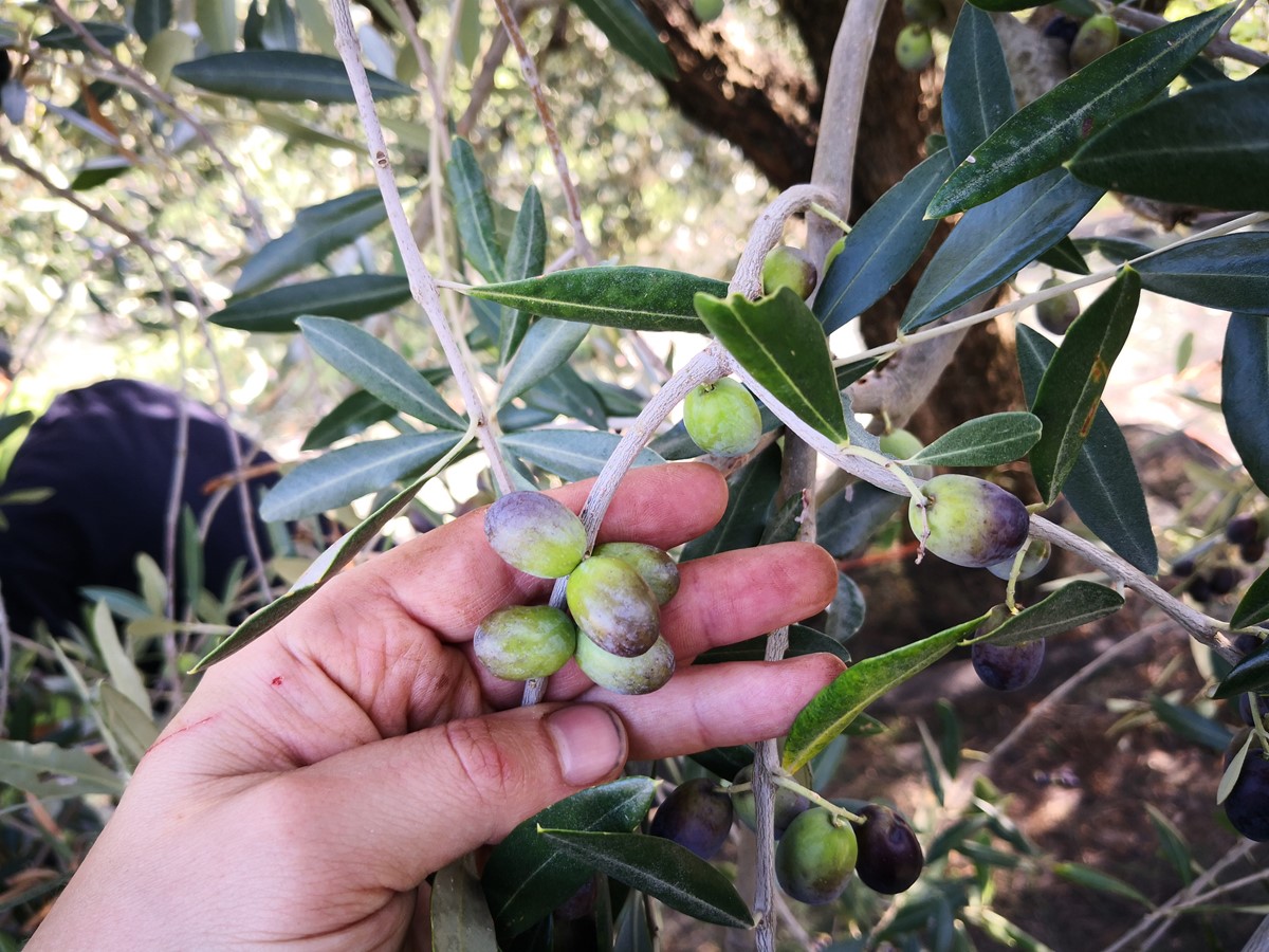 Riesige Geschmacksvielfalt: Es gibt rund 1500 verschiedene Olivenölsorten. Davon wachsen allein 644 in Italien.