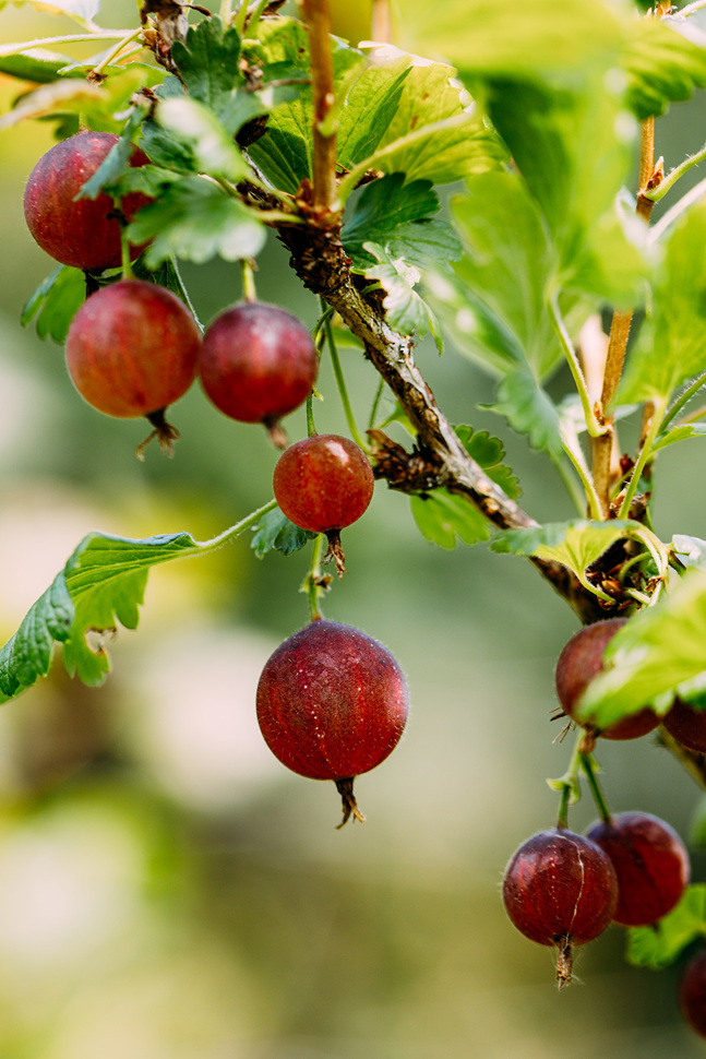 Die Poorman ist eine amerikanische birnenförmige Stachelbeerkreuzung aus dem Jahr 1888. Aromatisch lehnt sie sich an Gartenerdbeeren und Americana-Trauben an.