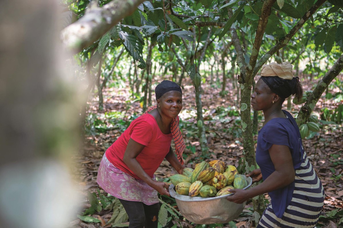 Die Kooperation mit Koa verbessert die Situation der Kakaobäuerinnen und -bauern in Ghana: Sie verdienen rund 30 Prozent mehr als vorher.