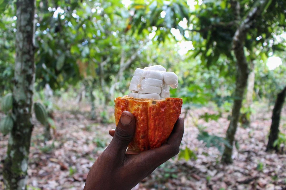 Die Kakaofrucht hat mehr zu bieten als edle Bohnen: zum Beispiel ihr Fruchtfleisch, das reich an Aminosäuren, Fasern und Vitamin C ist.