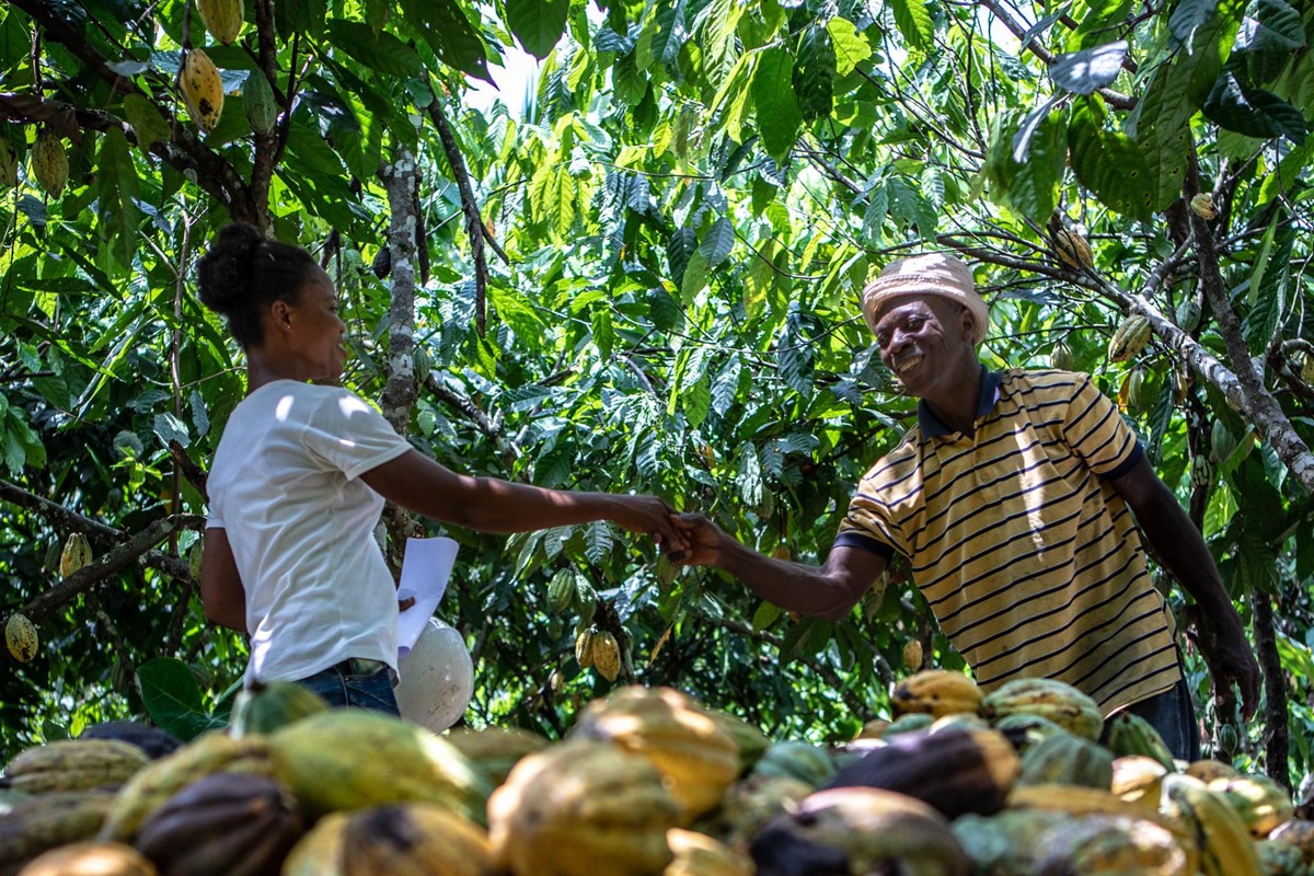 Wenn sie nicht nur die Bohnen, sondern auch die Pulpe der Kakaofrucht vermarkten können, bedeutet das für Kleinbauern bis zu 30 Prozent mehr Einkommen.