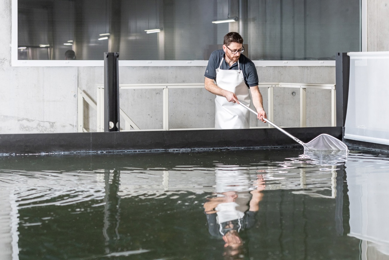 Bei Swiss Shrimp setzt man auf einen hohen Grad an Automation. Nicht so bei der Ernte: Die Crevetten werden von Hand aus dem Wasser gekeschert.