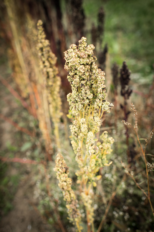 Quinoa