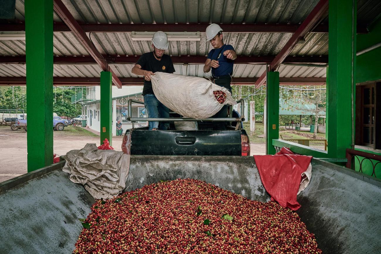 honduras-dez-2023_production-process_2.jpg