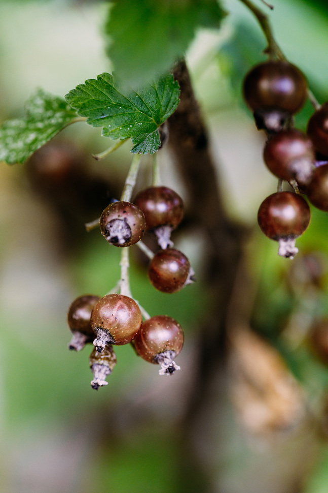 Die bernsteinfarbene Cassis blanc entstand in Frankreich aus einer alten Sorte schwarzer Johannisbeeren. Das Besondere: Mit ihren Limetten- und Grapefruitaromen ist sie für eine Cassis erstaunlich zitrusbetont.