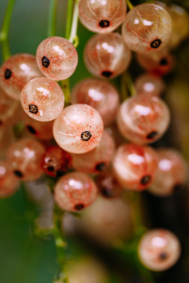 Die aus Frankreich stammende, süss-saure Rose de Champagne ist vollreif sehr zuckerreich, mit Aromen von Grapefruit und dezenten Holunderblüte-Noten. Die Sorte ist besonders pflegeleicht und sehr wüchsig.