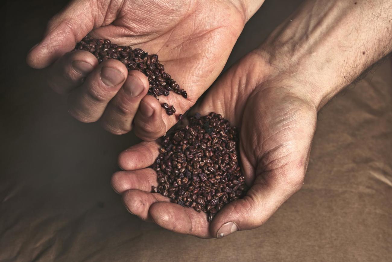 Die sortenreine Produktion zeigt: Nicht nur die Früchte, sondern auch die Kerne von weissen und roten Trauben unterscheiden sich.