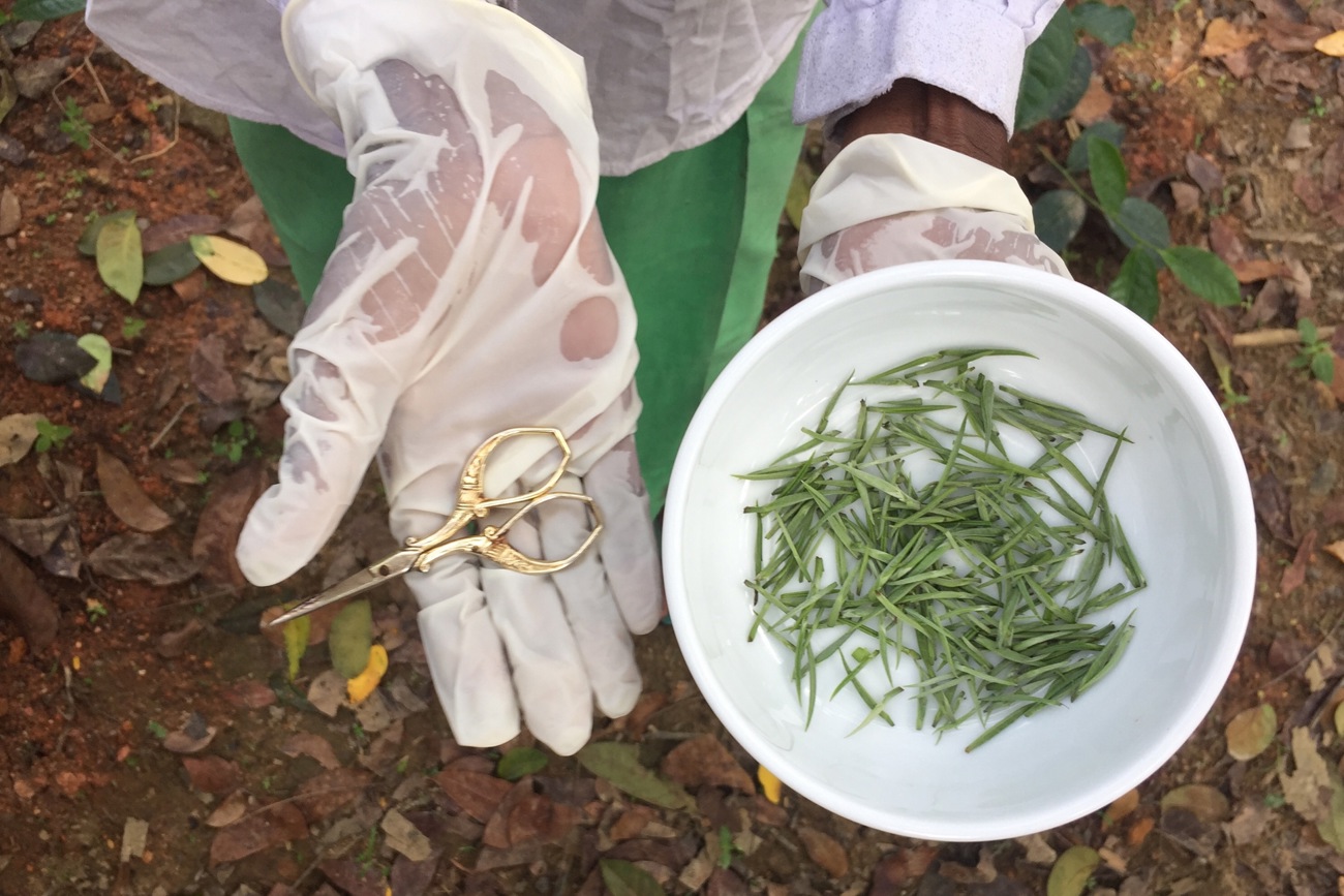 Spezielle Masken und Handschuhe schützen den weissen Tee auf der Plantage von Herman Teas vor der Kontamination mit menschlichem Schweiss.