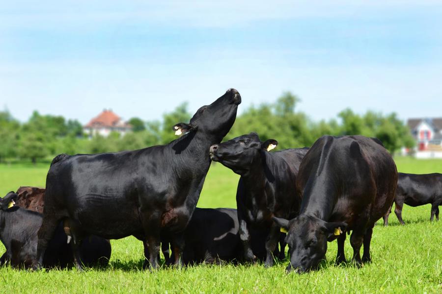 Nachhaltiges Fleisch mit viel Geschmack