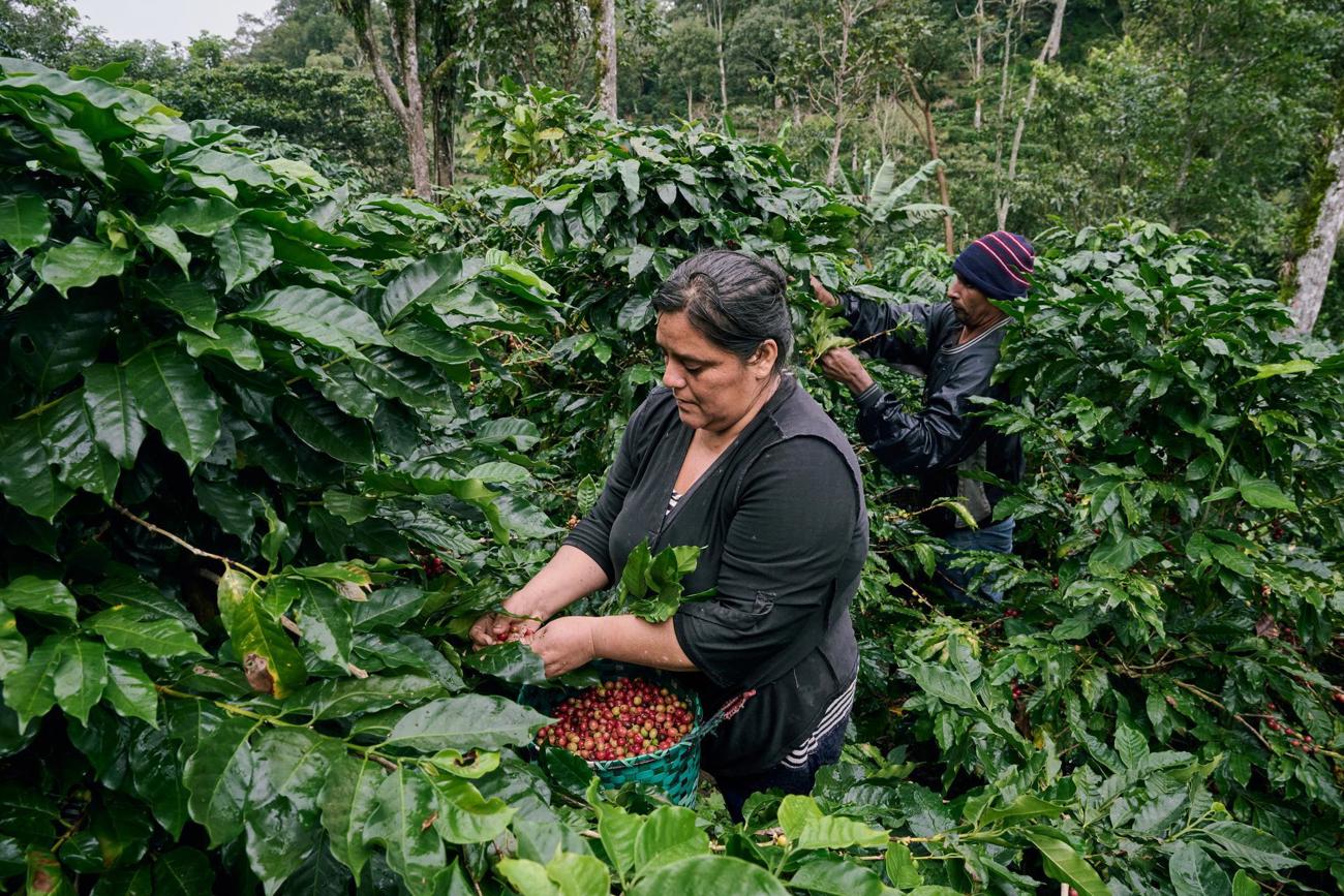 honduras-dez-2023_coffee-farming-and-harvesting_1.jpg