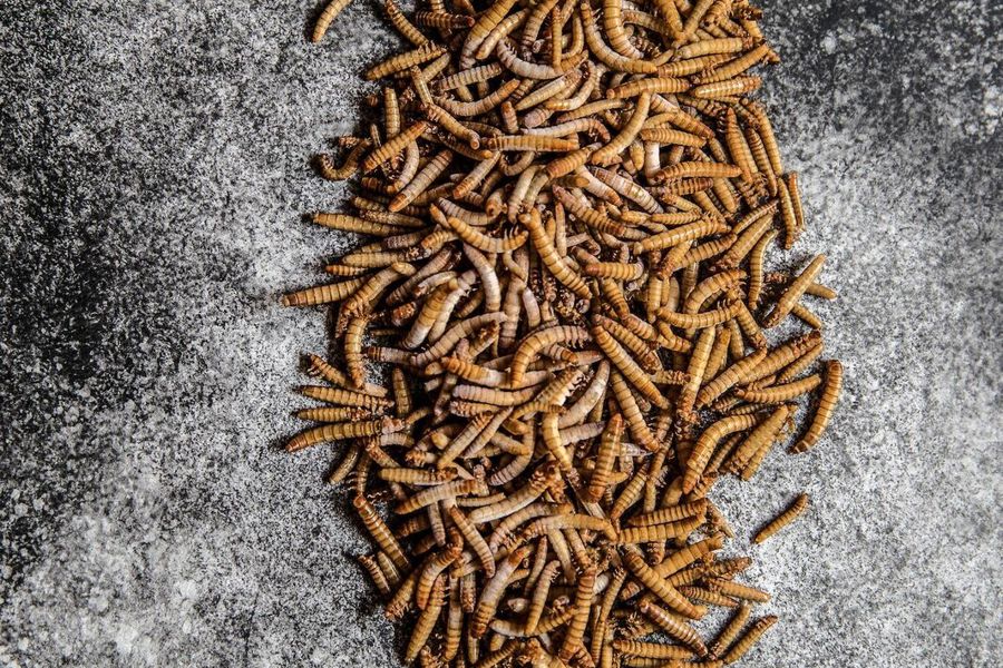 Bio-Insekten für die Küche